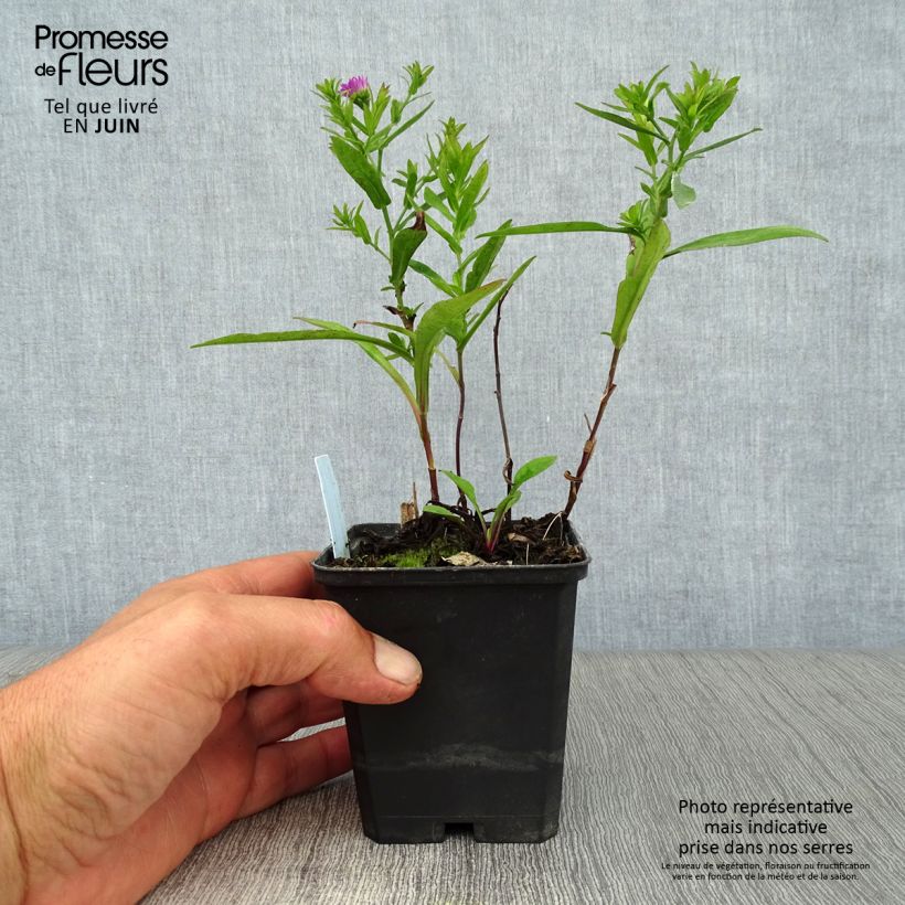 Exemplaar van Dwergaster Starlight Kweekpotje van 8/9 cm zoals geleverd in de zomer