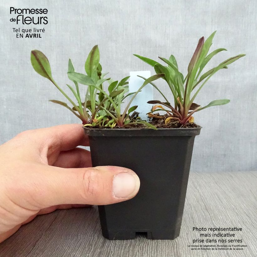 Exemplaar van Dwergaster Starlight Kweekpotje van 8/9 cm zoals geleverd in de lente