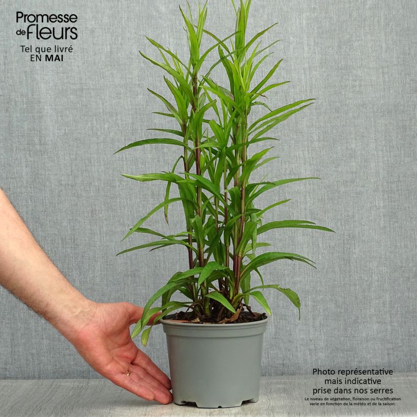 Exemplaar van Dwergaster Starlight Pot van 2 l/3 l zoals geleverd in de lente