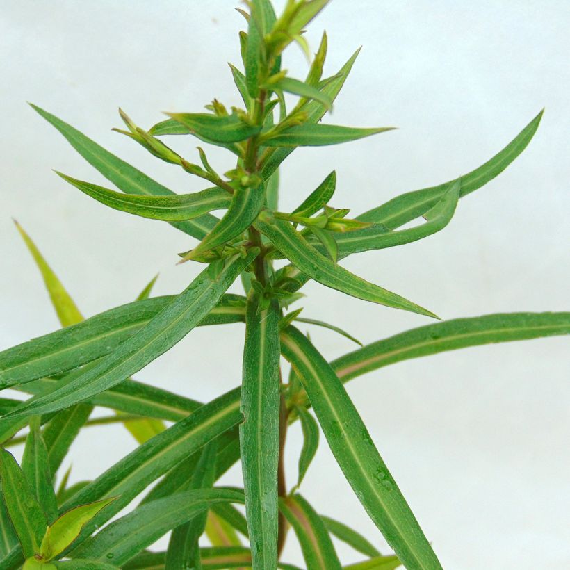 Aster dumosus Tonga - Dwergaster (Foliage)