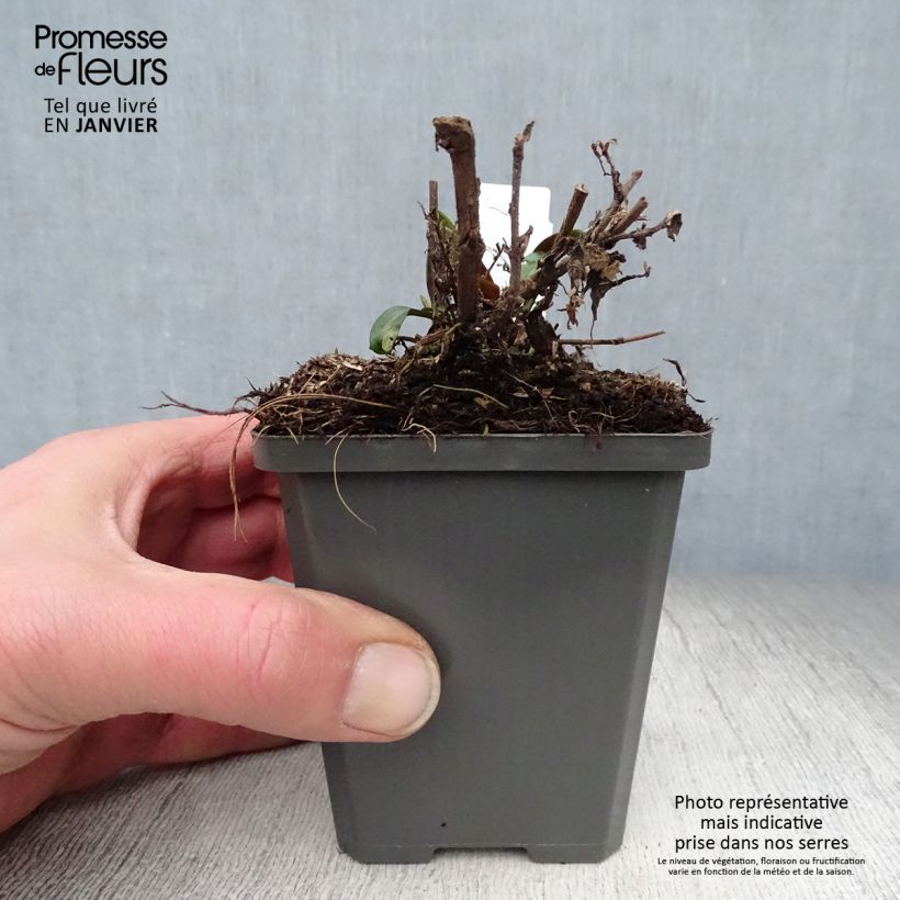 Example of Aster dumosus Tonga - Aster nain Kweekpotje van 8/9 cm as you get in hiver