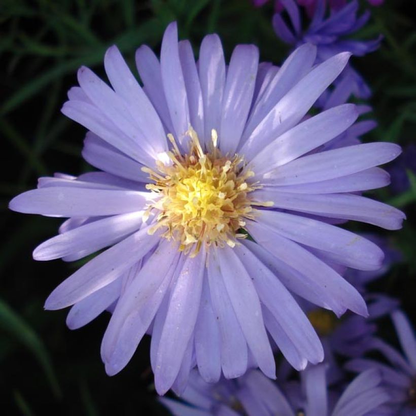 Aster Lady In Blue - Dwergaster (Flowering)