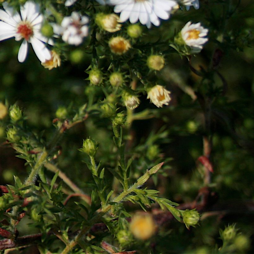 Aster ericoïdes - Septemberkruid (Foliage)