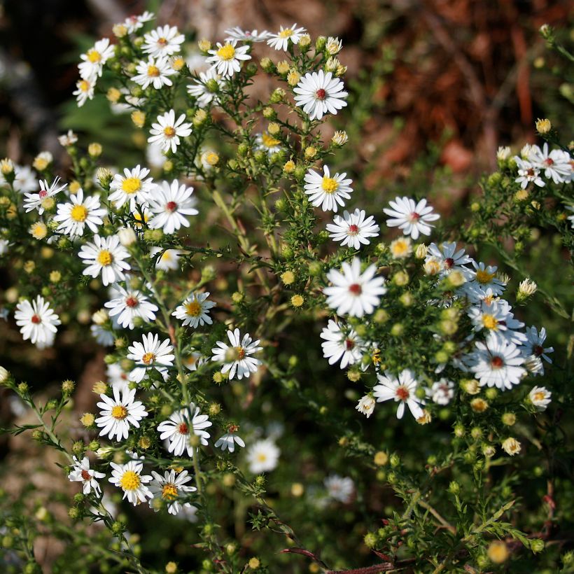 Aster ericoïdes - Septemberkruid (Plant habit)