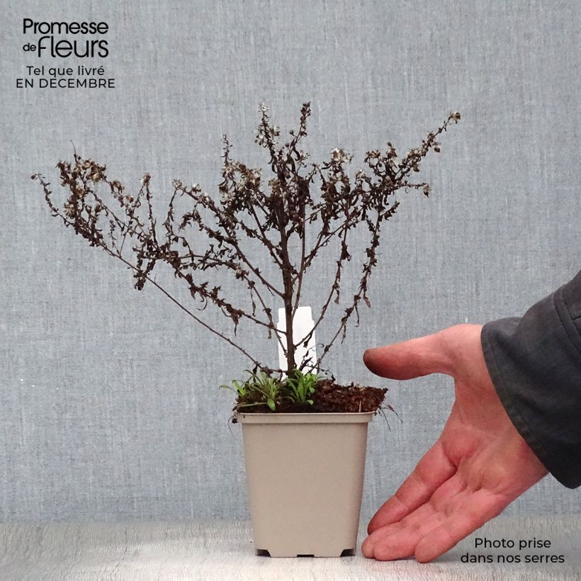 Example of Aster ericoides Blue Star Kweekpotje van 8/9 cm as you get in hiver