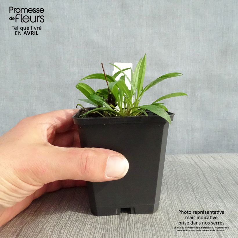 Exemplaar van Aster ericoides Blue Star - Septemberkruid Kweekpotje van 8/9 cm zoals geleverd in de lente