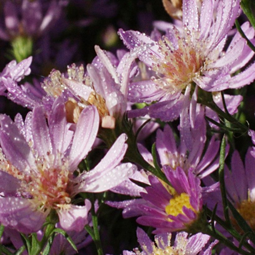 Aster ericoides Blue Wonder - Septemberkruid (Flowering)