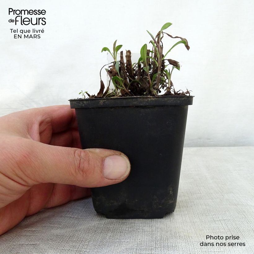 Exemplaar van Aster ericoides Blue Wonder - Septemberkruid Kweekpotje van 8/9 cm zoals geleverd in de lente