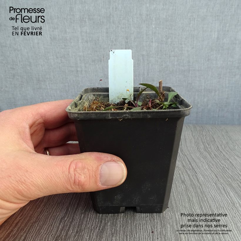 Example of Aster ericoides Blue Wonder Kweekpotje van 8/9 cm as you get in hiver