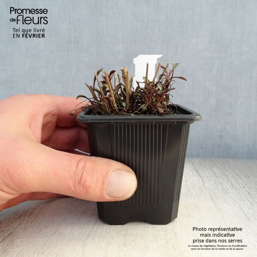 Example of Aster ericoïdes Esther - Aster d'automne Kweekpotje van 8/9 cm as you get in hiver