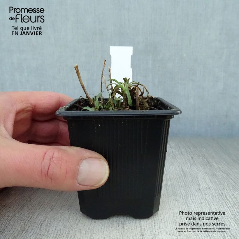 Example of Aster ericoïdes Kweekpotje van 8/9 cm as you get in hiver