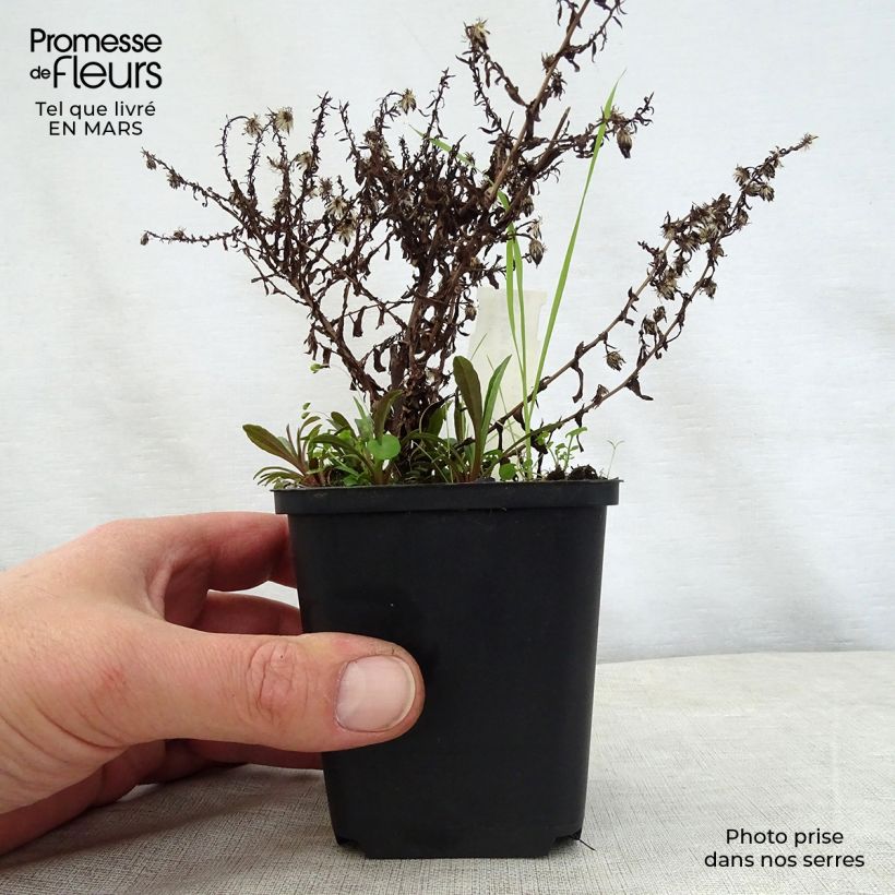 Exemplaar van Septemberkruid - Golden Spray Kweekpotje van 8/9 cm zoals geleverd in de lente