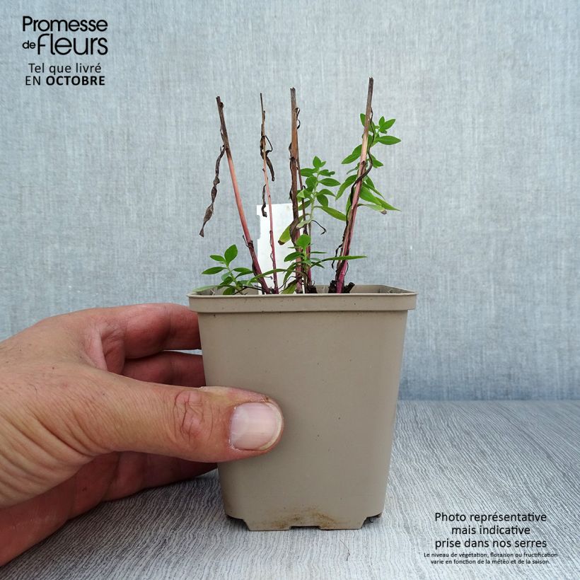 Exemplaar van Septemberkruid - Golden Spray Kweekpotje van 8/9 cm zoals geleverd in de herfst