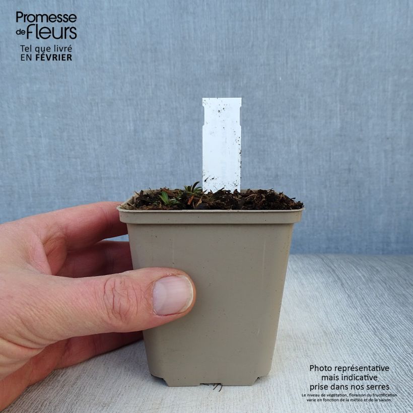 Example of Aster ericoïdes Lovely Kweekpotje van 8/9 cm as you get in hiver
