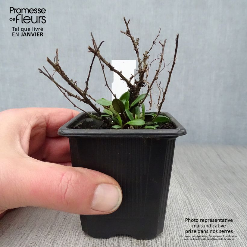 Example of Aster ericoïdes Pink Cloud Kweekpotje van 7/8 cm as you get in hiver