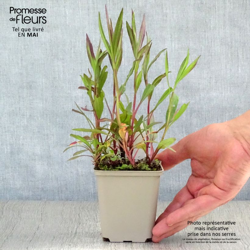 Exemplaar van Aster ericoïdes Pink Cloud - Septemberkruid Kweekpotje van 7/8 cm zoals geleverd in de lente