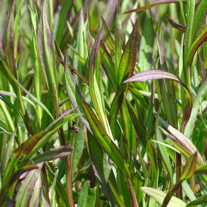 Aster ericoïdes Pink Cloud - Septemberkruid (Foliage)