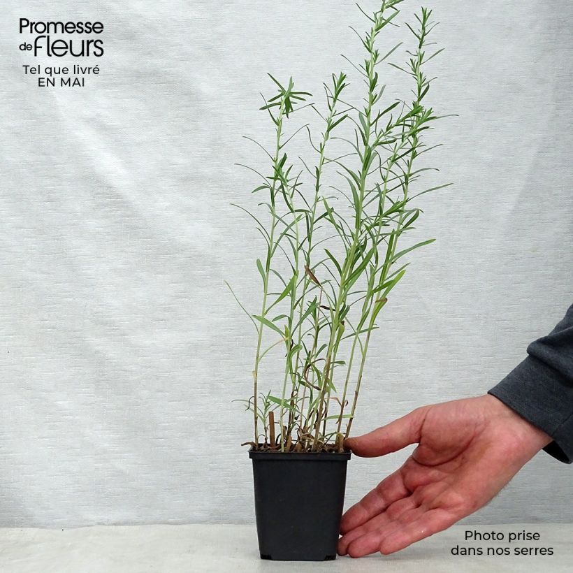 Exemplaar van Aster ericoïdes Schneetanne - Septemberkruid Kweekpotje van 8/9 cm zoals geleverd in de lente