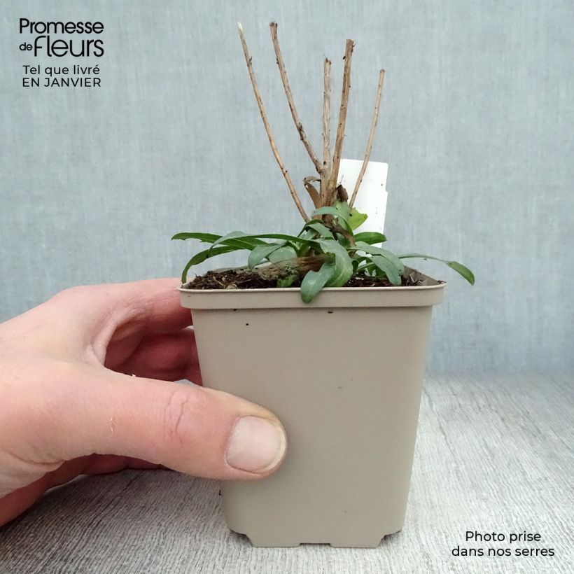 Example of Aster ericoïdes Schneetanne - Aster fausse-bruyère Kweekpotje van 8/9 cm as you get in hiver