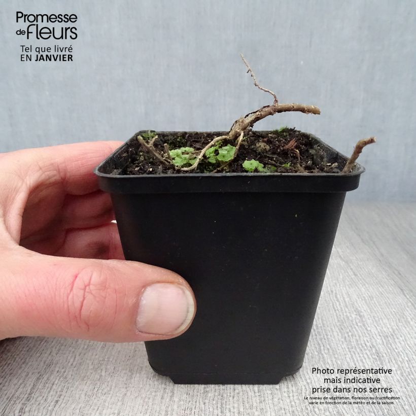 Example of Aster ericoïdes f. prostratus Snow Flurry - Septemberkruid Kweekpotje van 7/8 cm as you get in hiver