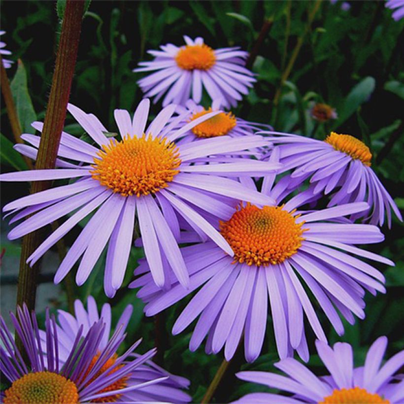Aster farreri - Herfstaster (Bloei)