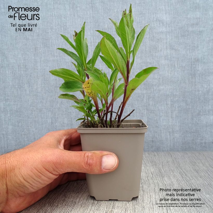 Exemplaar van Aster Flora s Delight - Zomeraster Kweekpotje van 8/9 cm zoals geleverd in de lente