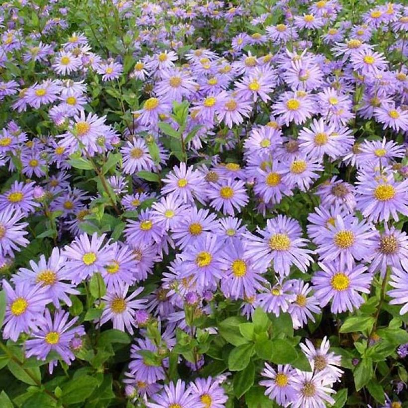 Aster frikartii Jungfrau - Zomeraster (Flowering)