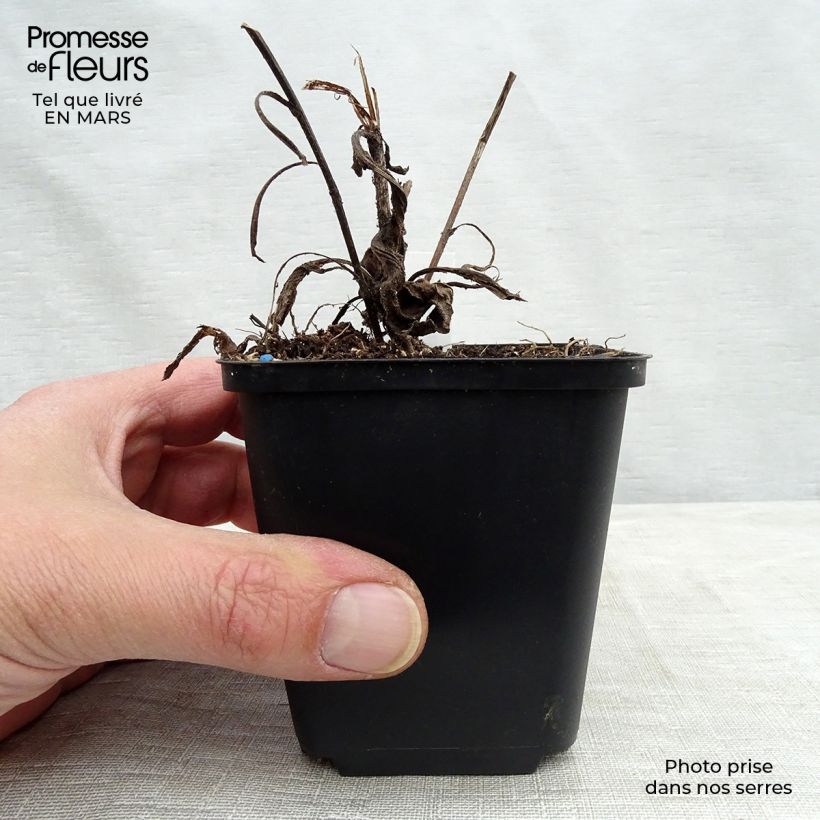 Exemplaar van Aster frikartii Jungfrau - Zomeraster Kweekpotje van 8/9 cm zoals geleverd in de lente