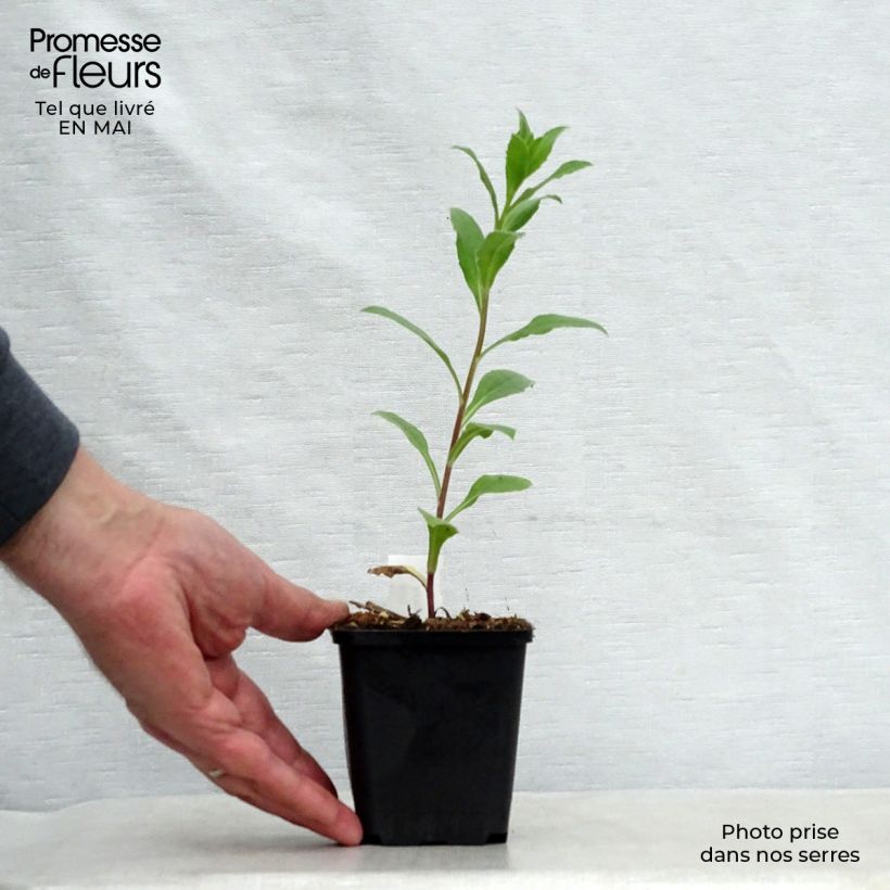 Exemplaar van Aster frikartii Mönch - Zomeraster Kweekpotje van 8/9 cm zoals geleverd in de lente