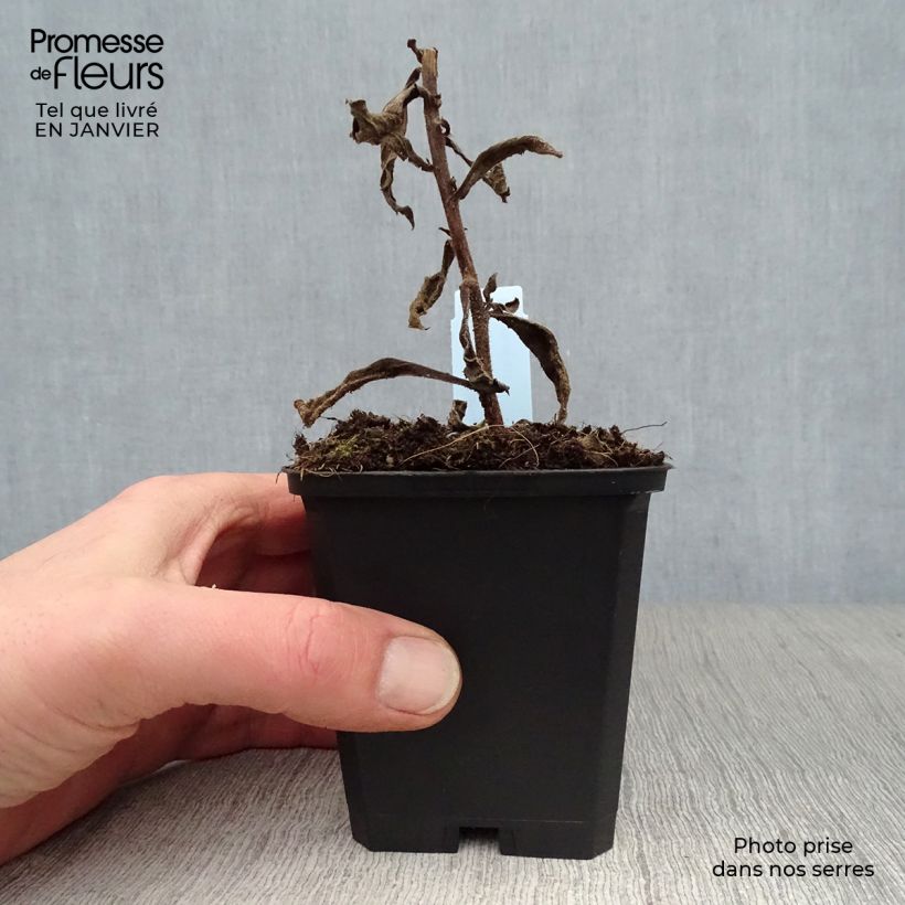 Example of Aster frikartii Mönch - Zomeraster Kweekpotje van 8/9 cm as you get in hiver