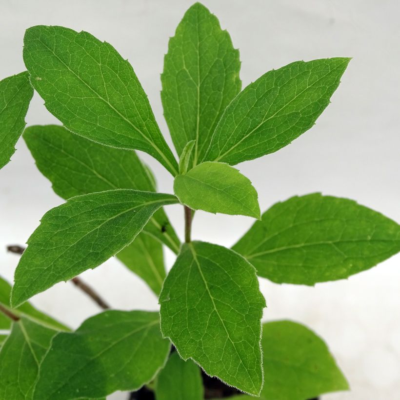 Aster frikartii Wunder von Stäfa - Zomeraster (Foliage)