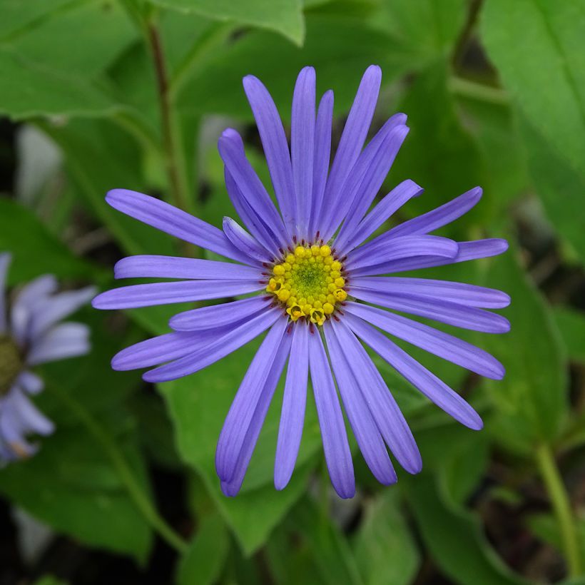Aster frikartii Wunder von Stäfa - Zomeraster (Flowering)