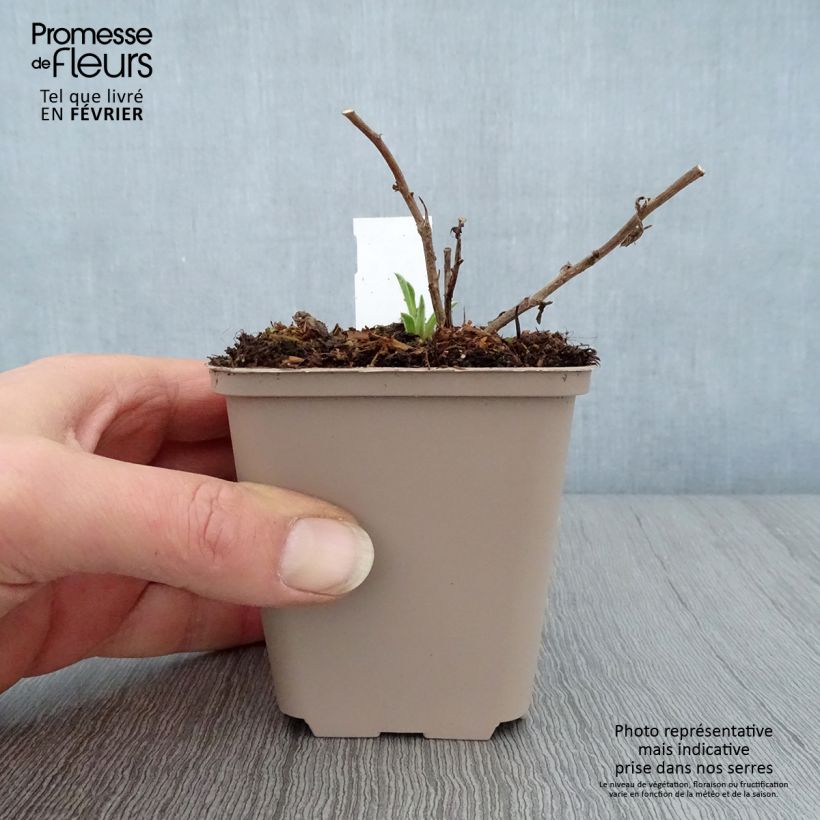 Example of Aster frikartii Wunder von Stäfa - Aster d'automne Kweekpotje van 8/9 cm as you get in hiver