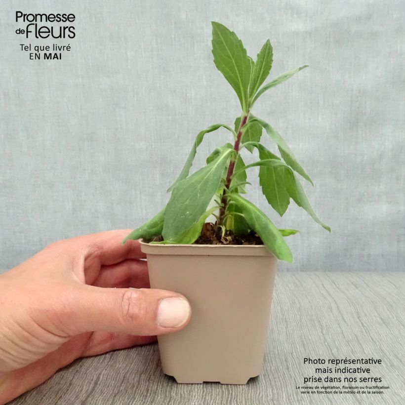 Exemplaar van Aster frikartii Wunder von Stäfa - Zomeraster Kweekpotje van 8/9 cm zoals geleverd in de lente