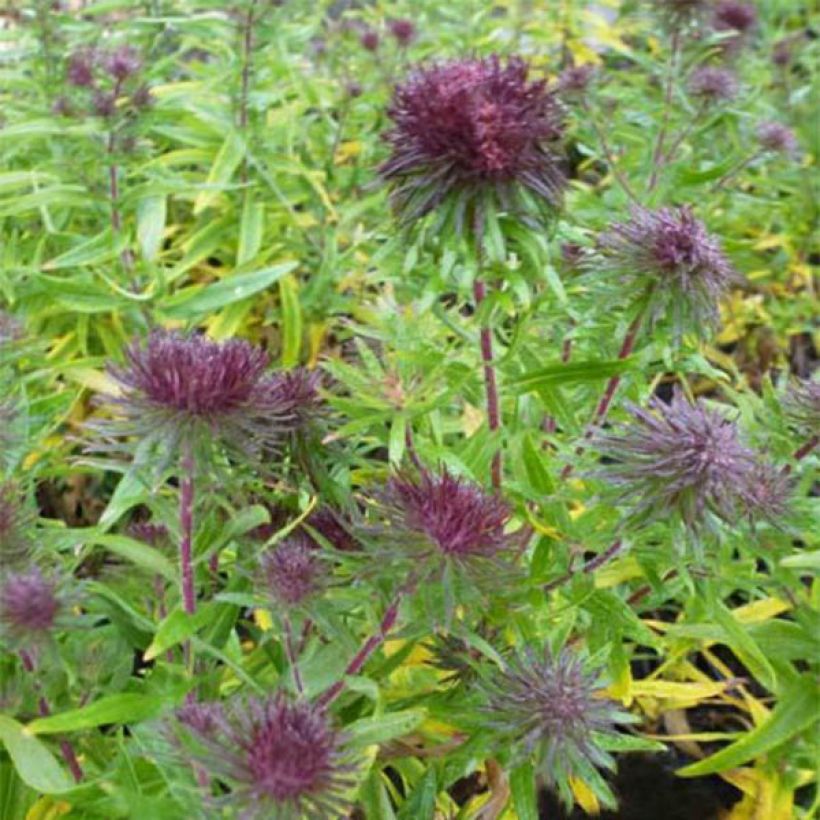 Aster Ann Leys - Nieuw-Engelse aster (Flowering)