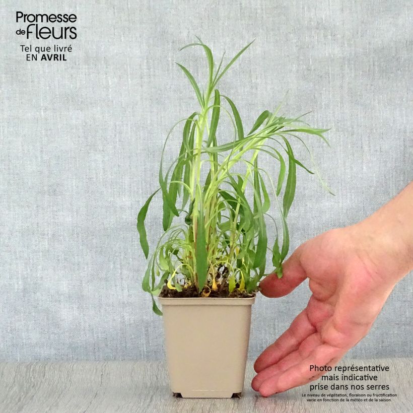 Exemplaar van Aster pringlei x ericoïdes Pink Star - Septemberkruid Kweekpotje van 8/9 cm zoals geleverd in de lente