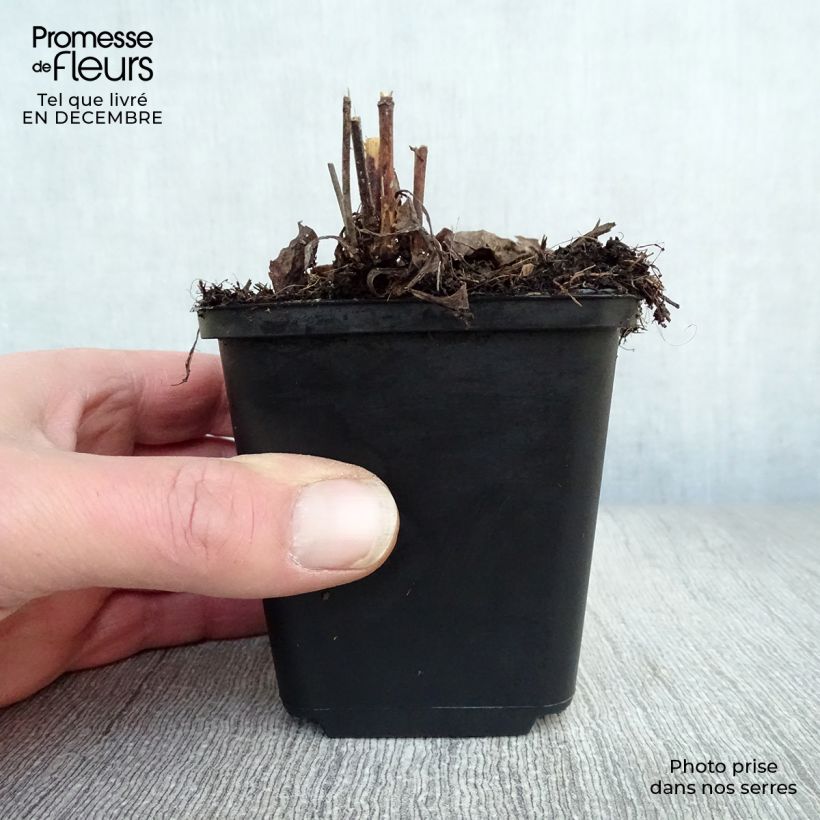 Example of Aster laevis - Aster géant d'automne Kweekpotje van 8/9 cm as you get in hiver