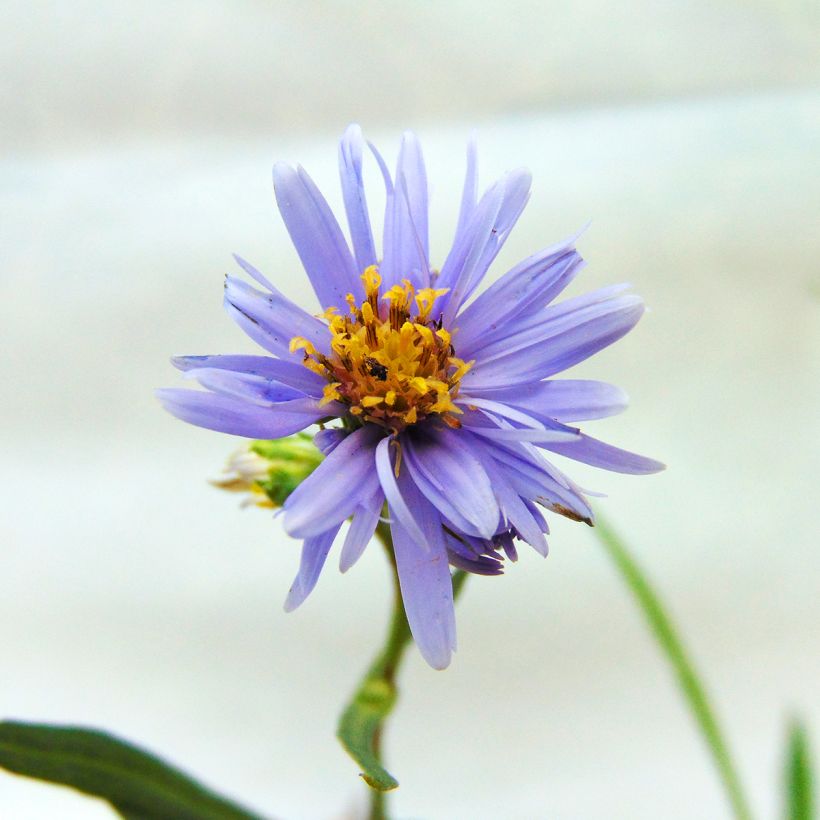 Aster laevis - Gladde aster (Flowering)