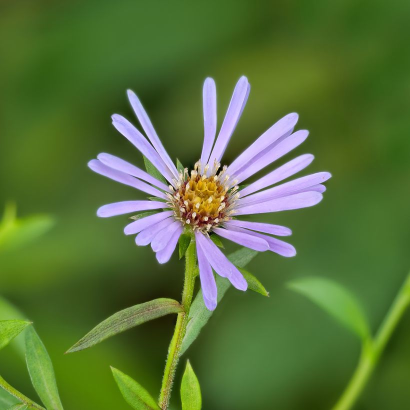 Aster laevis - Gladde aster (Bloei)