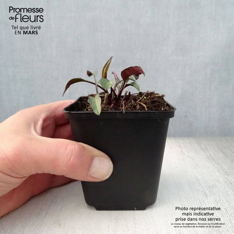 Exemplaar van Aster laevis - Gladde aster Kweekpotje van 8/9 cm zoals geleverd in de lente