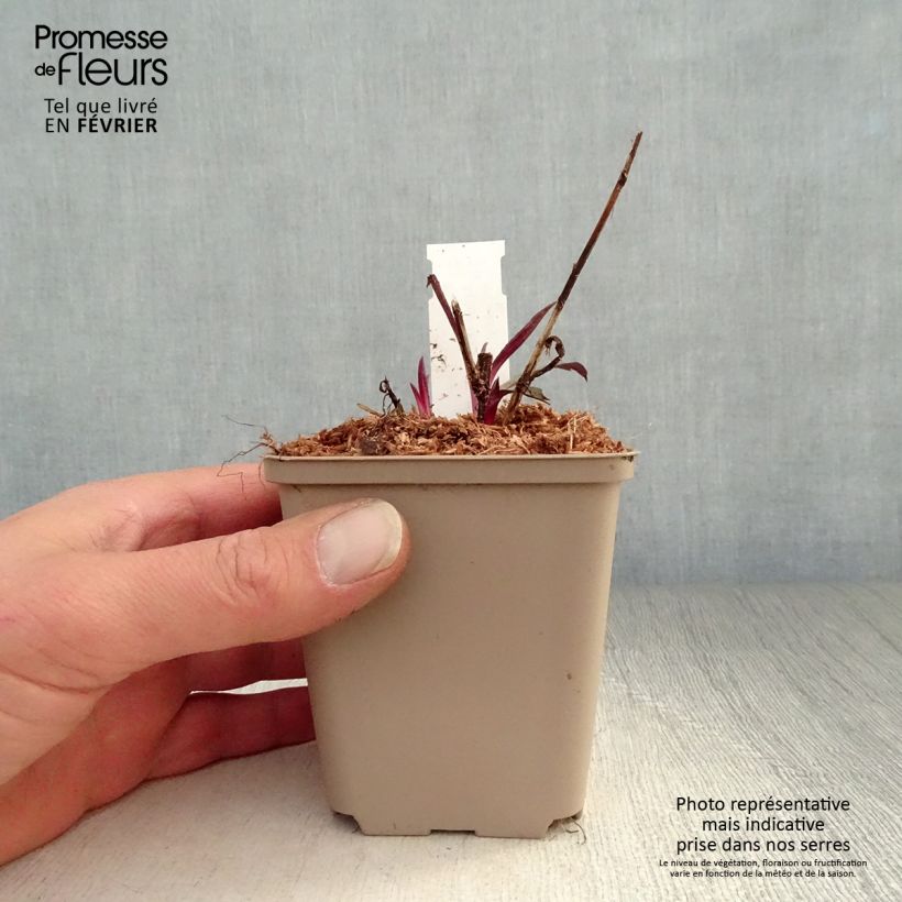 Example of Aster laevis Calliope - Gladde aster Kweekpotje van 8/9 cm as you get in hiver