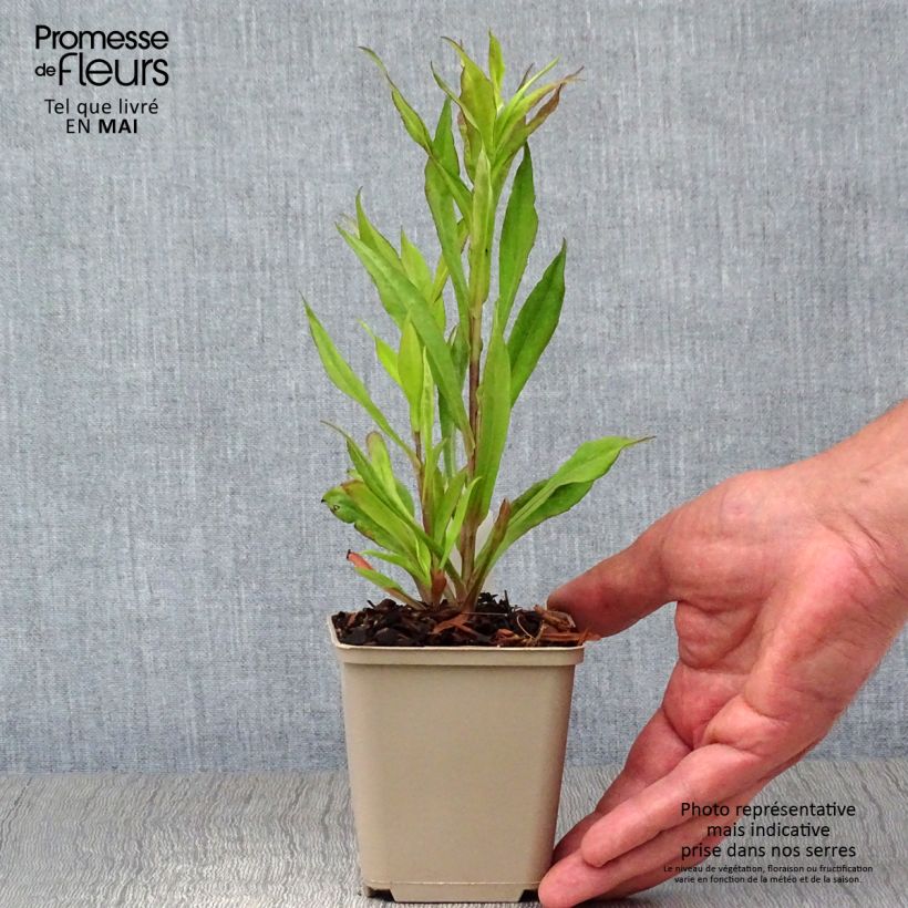 Exemplaar van Aster lateriflorus Chloe - Herfstaster Kweekpotje van 8/9 cm zoals geleverd in de lente