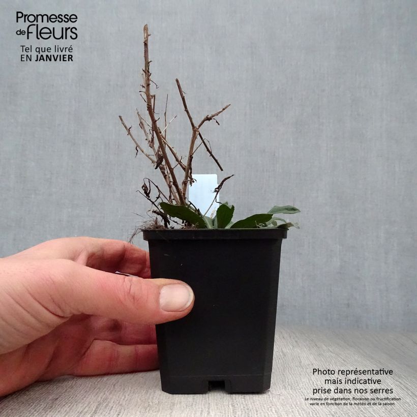 Example of Aster lateriflorus Horizontalis - Herfstaster Kweekpotje van 8/9 cm as you get in hiver