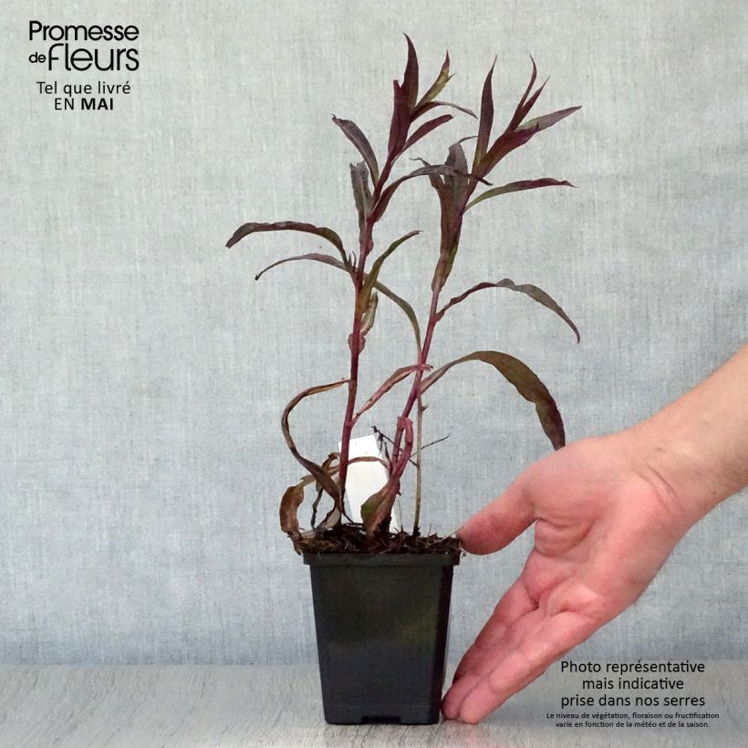 Exemplaar van Aster lateriflorus Lady In Black - Herfstaster Kweekpotje van 8/9 cm zoals geleverd in de lente