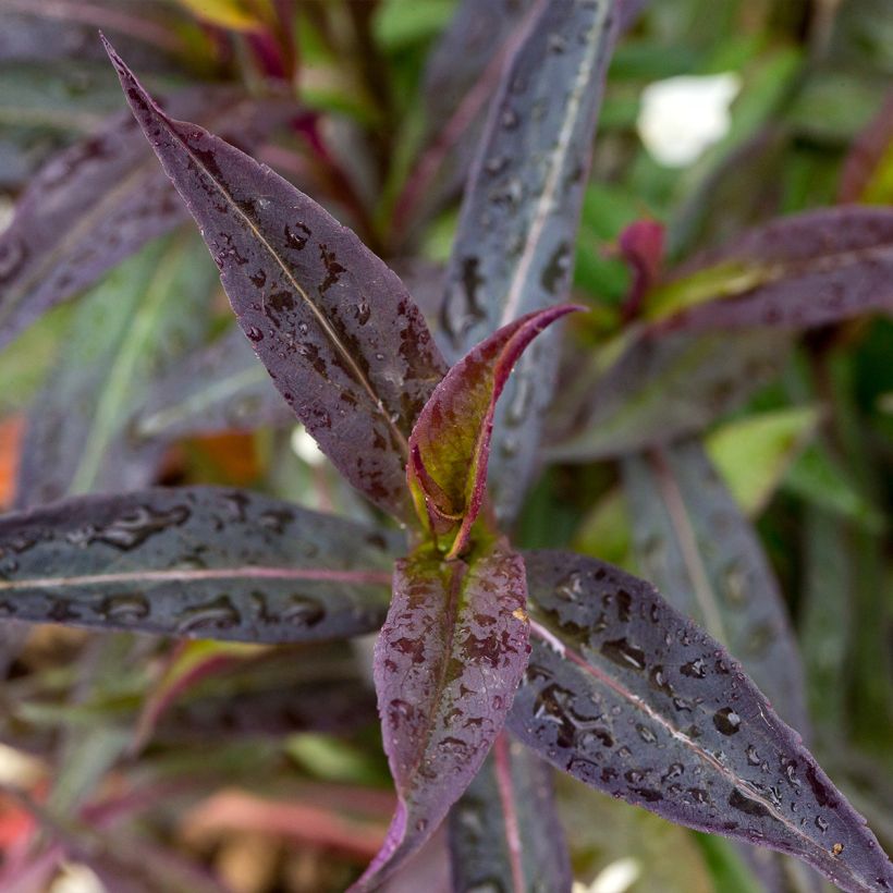 Aster lateriflorus Lady In Black - Herfstaster (Foliage)