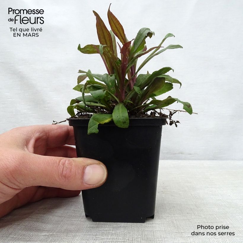 Exemplaar van Aster lateriflorus Prince - Herfstaster Kweekpotje van 8/9 cm zoals geleverd in de lente