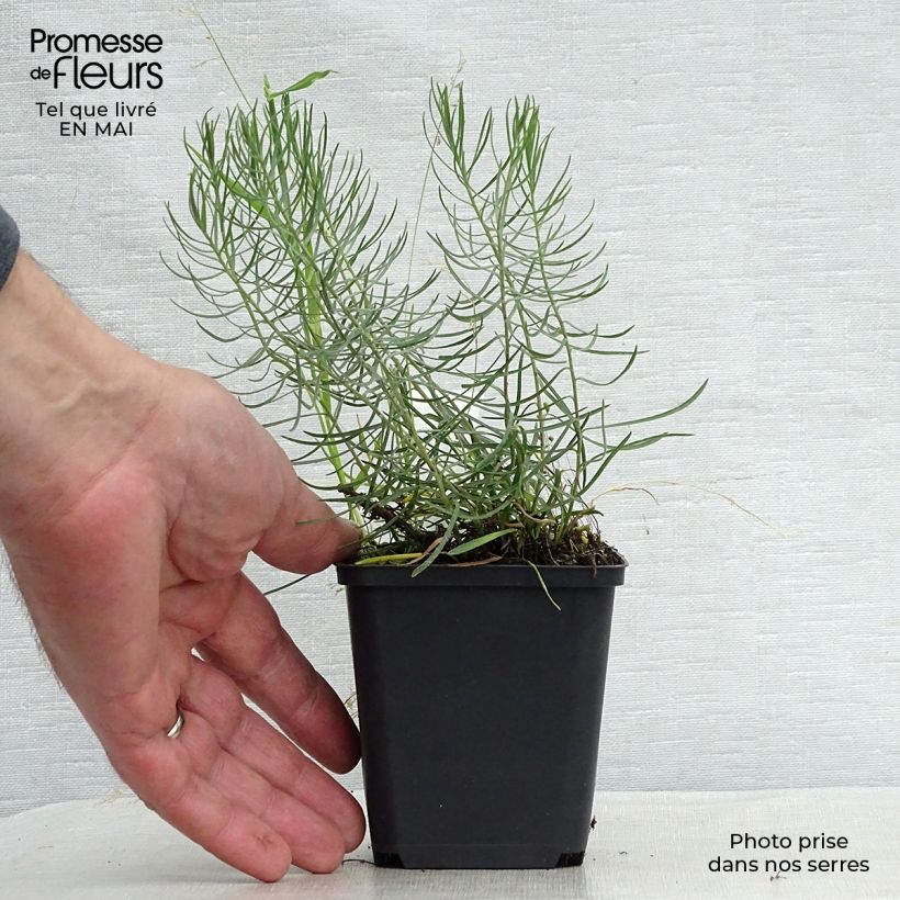 Exemplaar van Aster linosyris - Kalkaster Kweekpotje van 8/9 cm zoals geleverd in de lente