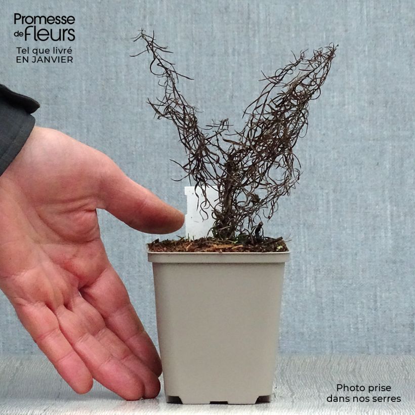 Example of Aster linosyris - Aster d'automne Kweekpotje van 8/9 cm as you get in hiver