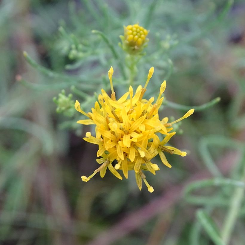 Aster linosyris - Kalkaster (Flowering)