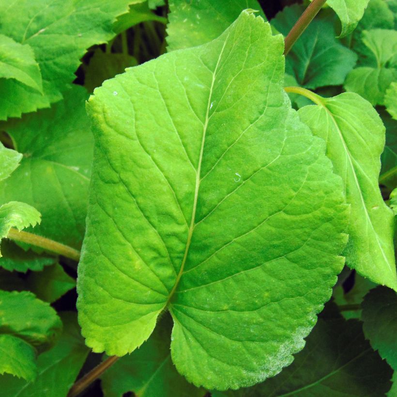 Aster macrophyllus - Grootbladige aster (Foliage)